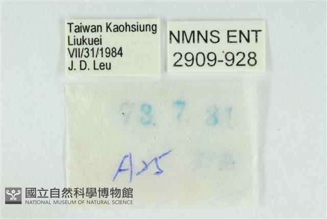 小翠灰蝶藏品圖，第3張