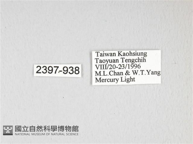 泛綠背線天蛾藏品圖，第3張