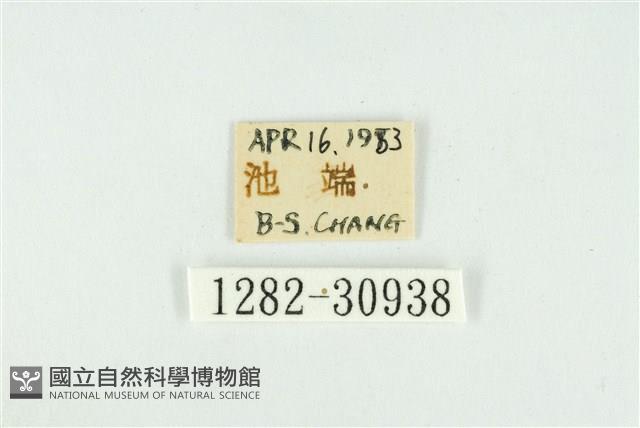 霧社環波紋蛾藏品圖，第3張