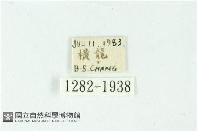 三條橙燈蛾藏品圖，第3張