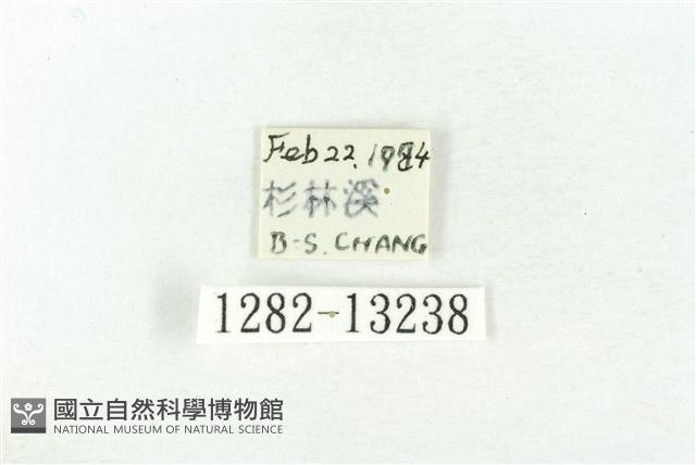 樹形尺蛾藏品圖，第3張