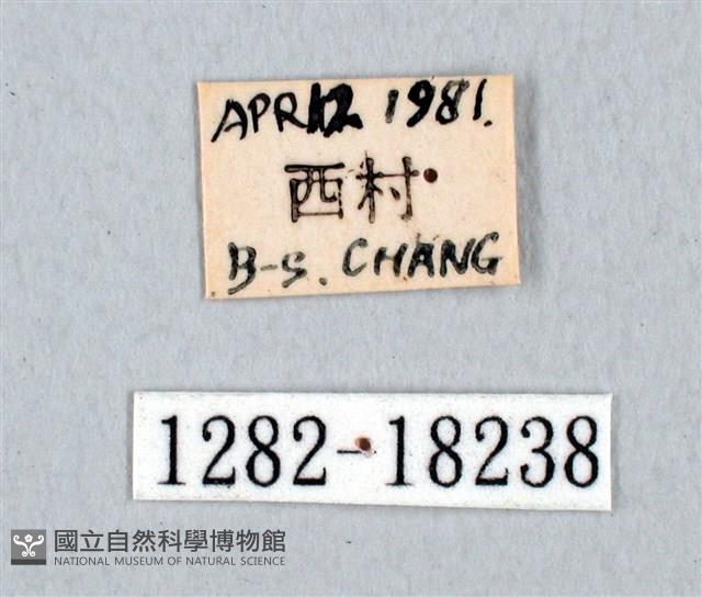 黑尾劍鳳蝶藏品圖，第3張