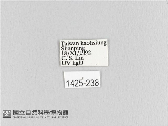 大斑Y毛蟲藏品圖，第3張