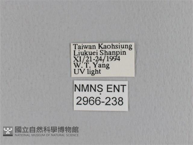 大褐斑枯葉蛾藏品圖，第3張