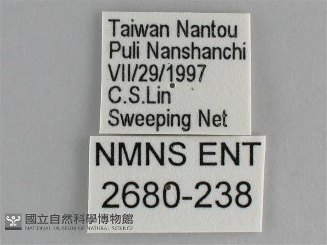 鋸粉蝶藏品圖，第3張