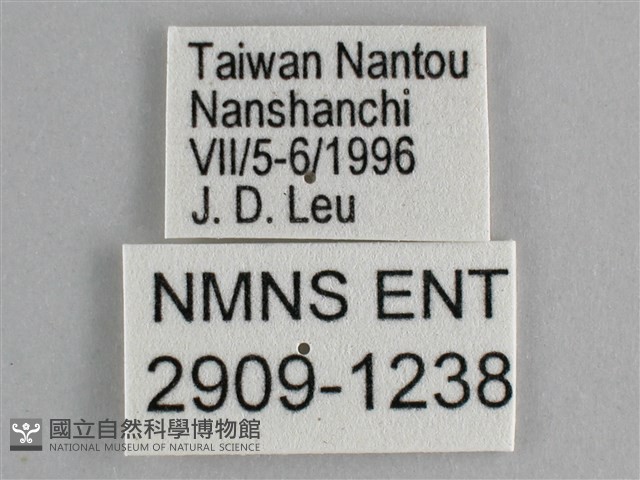 藍紋鋸眼蝶藏品圖，第3張