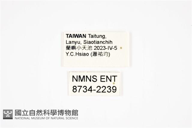鈴木球金龜藏品圖，第2張