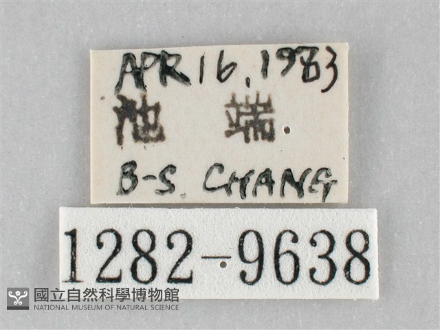 澄線尺蛾藏品圖，第3張