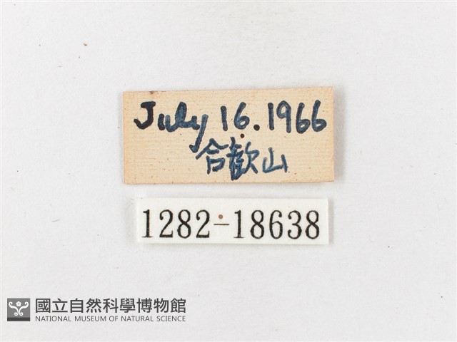 玉山幽眼蝶藏品圖，第3張