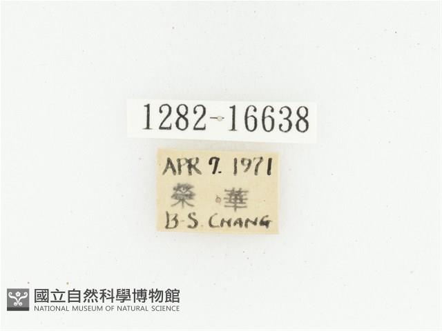 黑斑陷紋金龜藏品圖，第2張