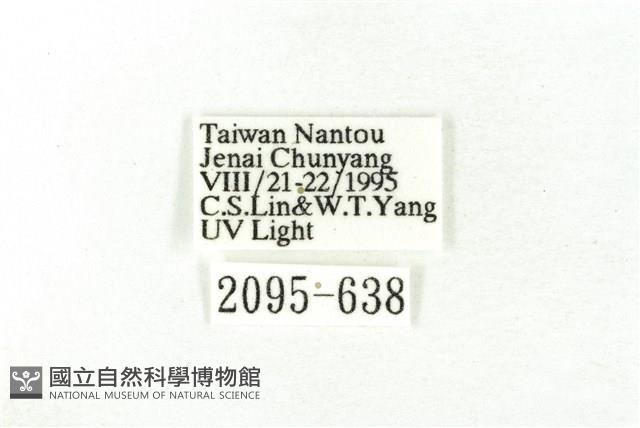 樹形尺蛾藏品圖，第3張