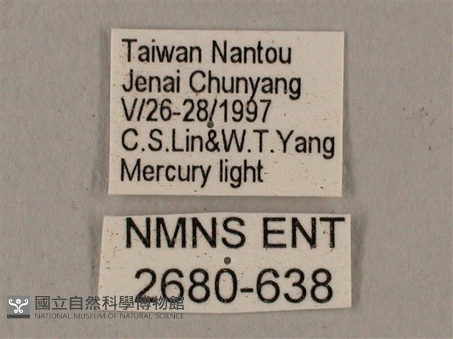 黑帶鷹翅天蛾藏品圖，第3張