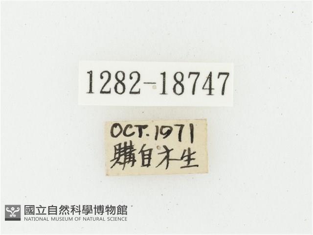 黑虎斑花金龜藏品圖，第2張