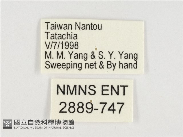 小紫斑蝶藏品圖，第3張