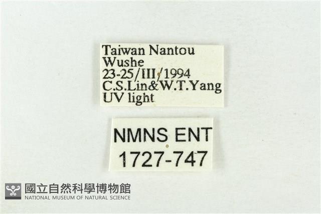 素木綠刺蛾藏品圖，第3張