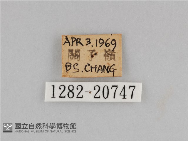 切翅眉眼蝶藏品圖，第3張