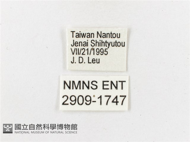 雙尾蛺蝶藏品圖，第3張
