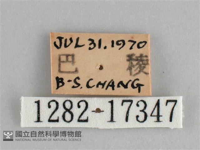 青眼蛺蝶、孔雀青蛺蝶藏品圖，第3張
