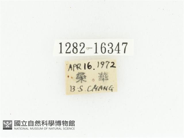 黑斑陷紋金龜藏品圖，第2張