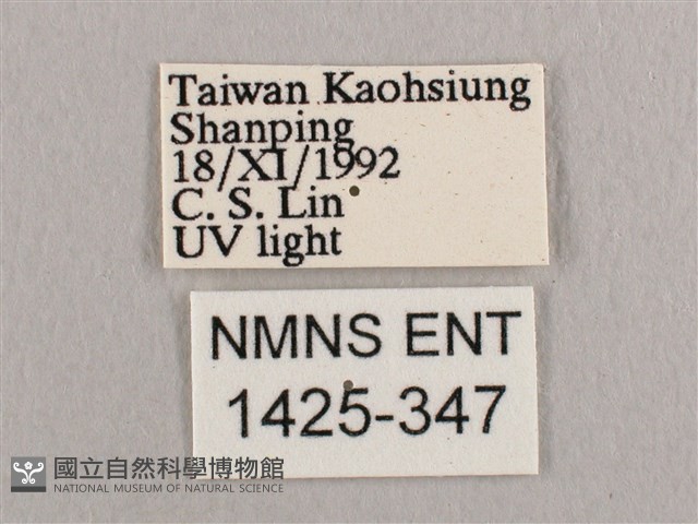 彎黑黃鉤蛾藏品圖，第3張