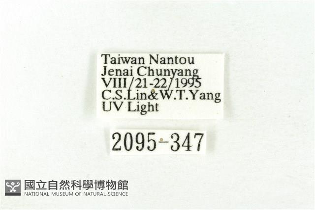 樹形尺蛾藏品圖，第3張