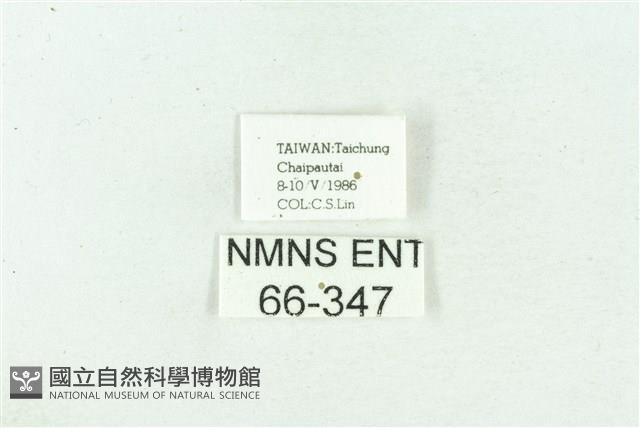 菊池污燈蛾藏品圖，第3張