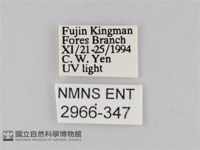 橙擬燈蛾藏品圖，第3張