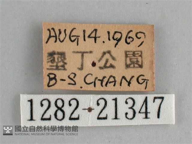 藍紋鋸眼蝶藏品圖，第3張