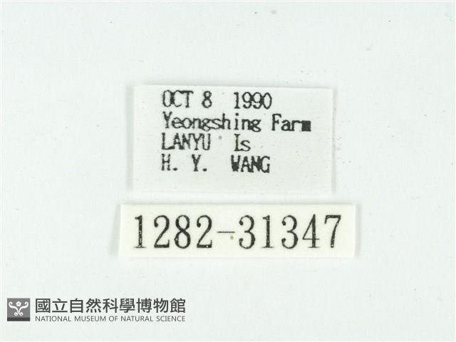 叉紋閃舞蛾藏品圖，第3張