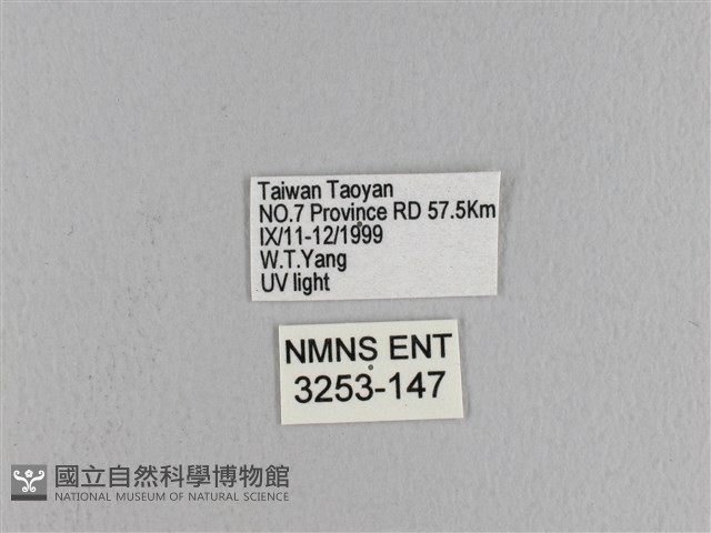 松大毛蟲藏品圖，第3張