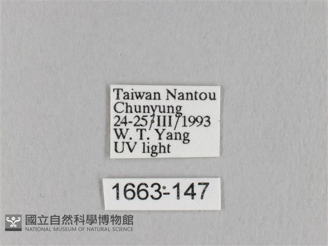 淡紋斜帶枯葉蛾藏品圖，第3張