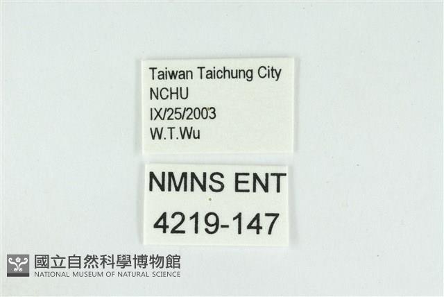 迷你藍灰蝶藏品圖，第3張