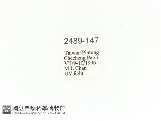 臺灣角金龜藏品圖，第2張