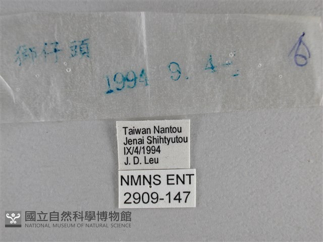 曲紋黛眼蝶藏品圖，第3張