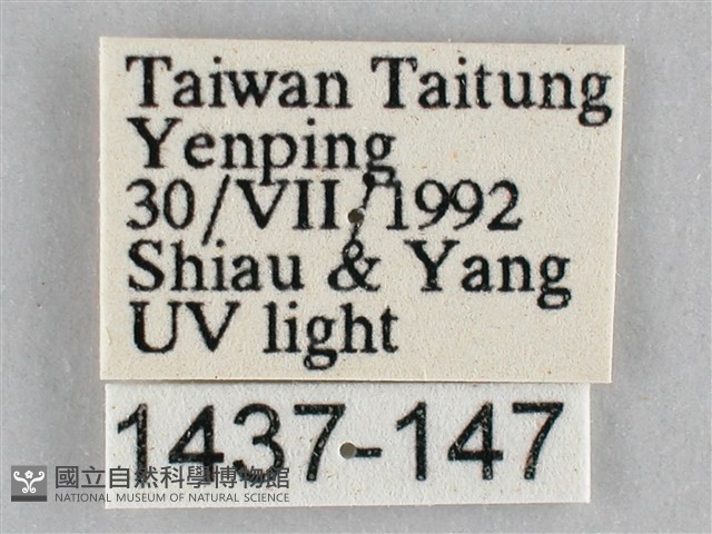 枯葉尺蛾藏品圖，第3張