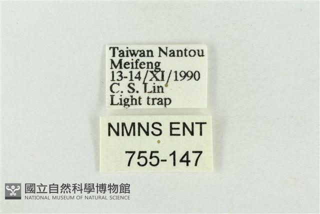 寬帶波紋蛾藏品圖，第3張