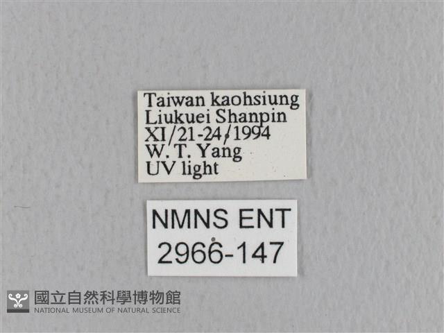 青枯葉蛾藏品圖，第3張