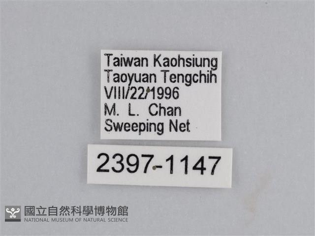 雲紋尖粉蝶藏品圖，第3張