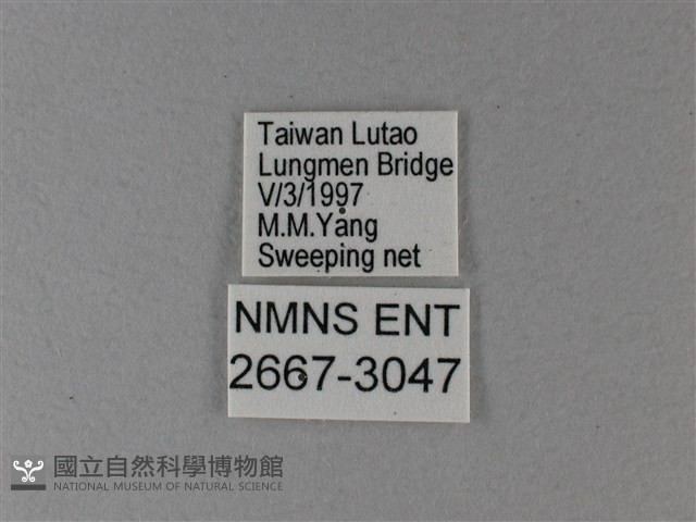 黑脈樺斑蝶藏品圖，第3張
