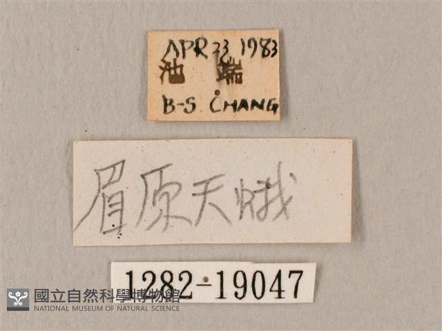 斜帶天蛾藏品圖，第3張