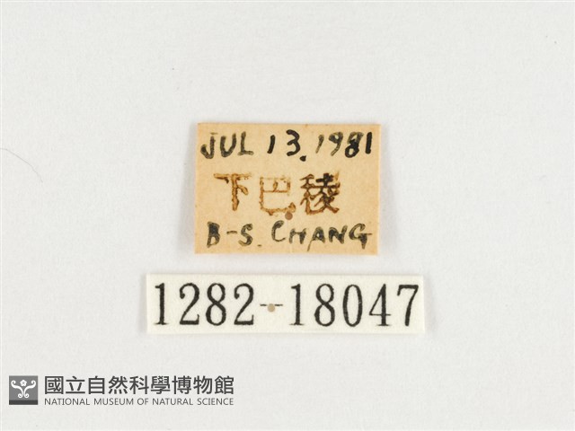 臺灣翠蛺蝶藏品圖，第3張