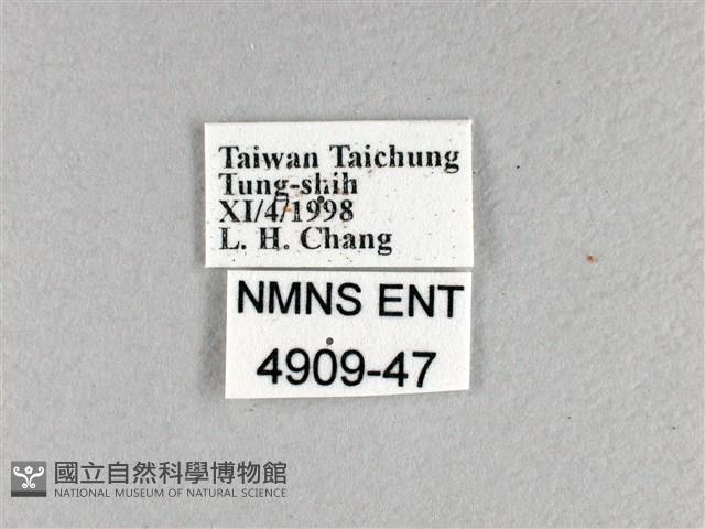 香蕉弄蝶藏品圖，第3張