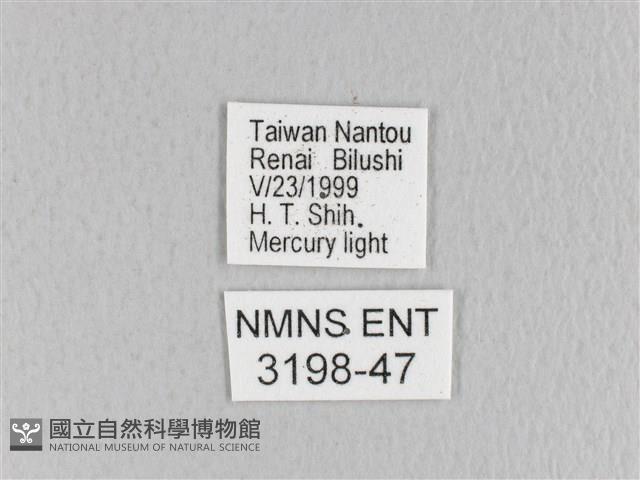 月斑枯葉蛾藏品圖，第3張