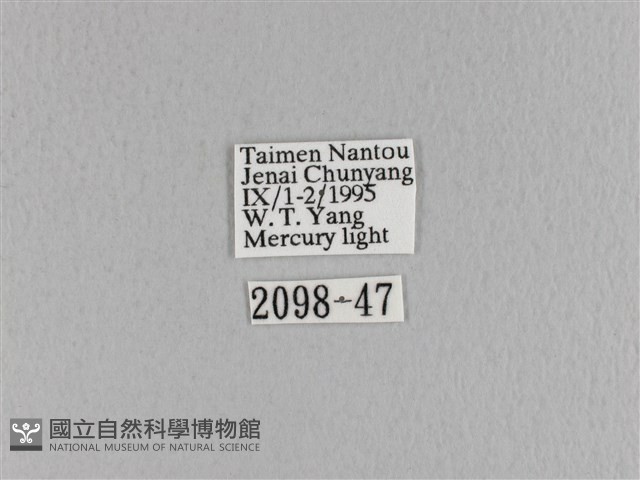 大褐斑枯葉蛾藏品圖，第3張