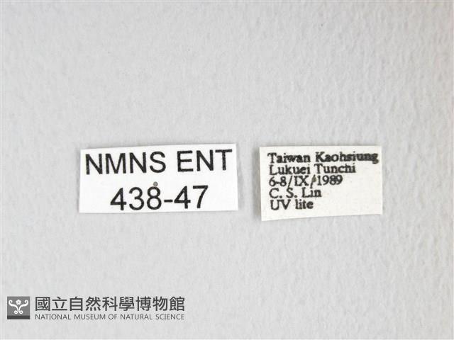 黃豹天蠶蛾藏品圖，第3張