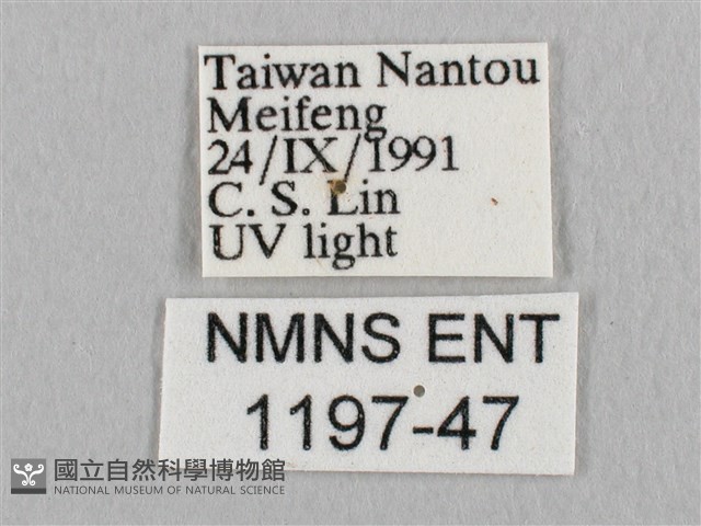 銀端帶鉤蛾藏品圖，第3張