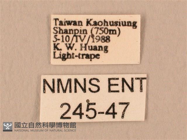 斜線天蛾藏品圖，第3張