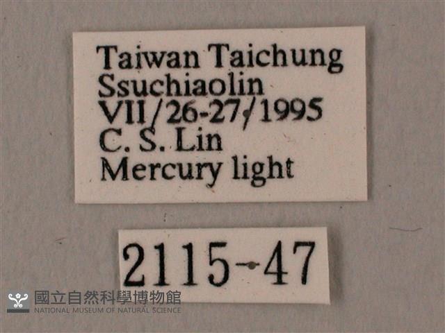 波紋豆天蛾藏品圖，第3張