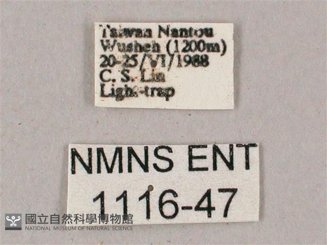 榆綠天蛾藏品圖，第3張