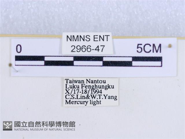 閃光苔蛾藏品圖，第3張